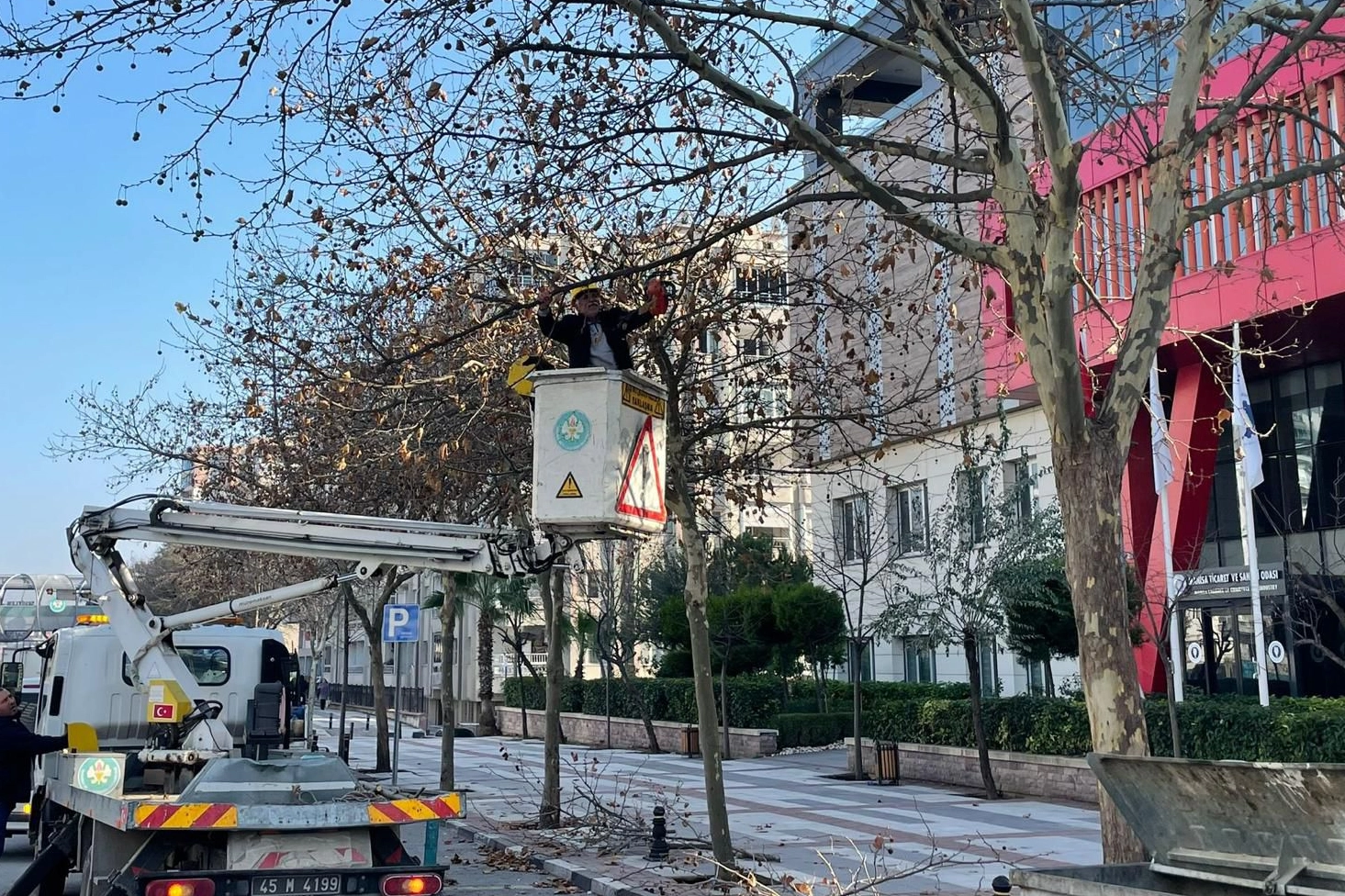 Manisa'da çınar ağaçlarına kış bakımı 