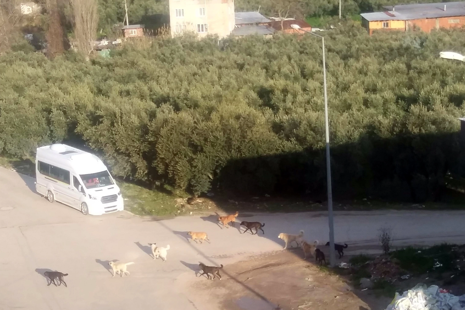 Mudanya'da başıboş köpeklerin 'sürü' tedirginliği! 