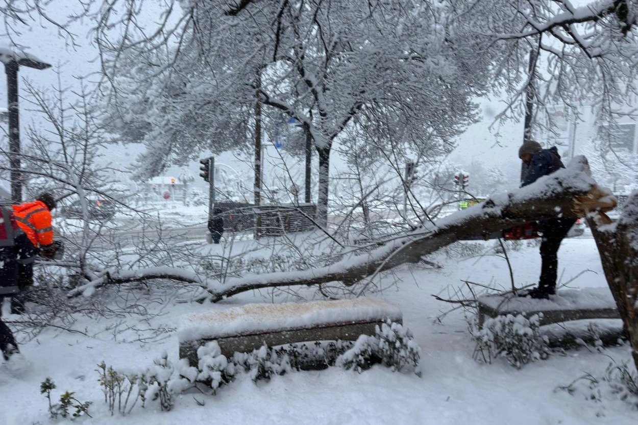 Ordu’da şiddetli kar, ağaçlara zarar verdi 