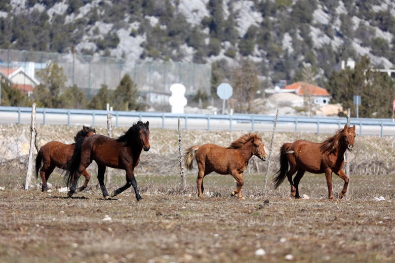 Yılkı atları için doğaya saman bırakıldı 