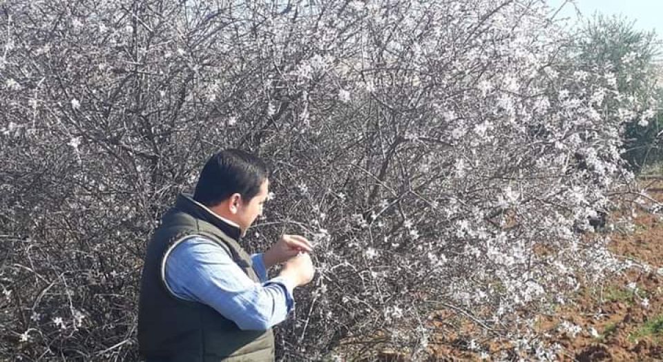 Kilis'te badem ağaçları çiçek açtı