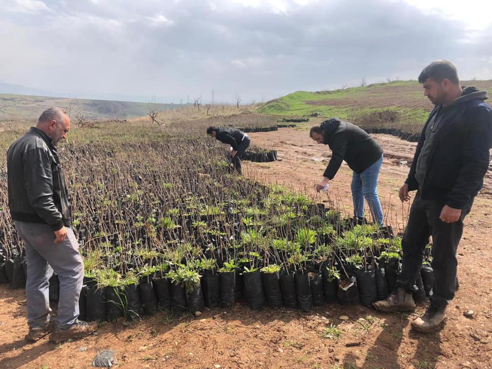 Siirt'te çiftçilere 60 bin adet tüplü bıttım fidanı dağıtılacak