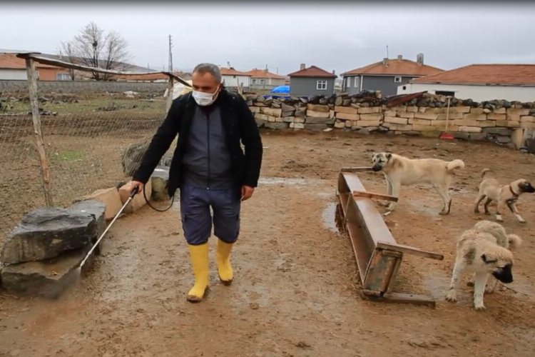 Ankara Gölbaşı'da hayvan sağlığı için dezenfekte -