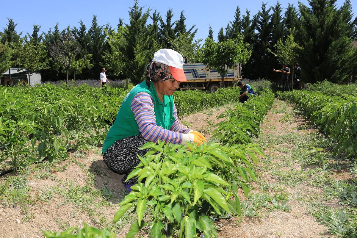 Ata tohumları ihtiyaç sahiplerinin sofrasında