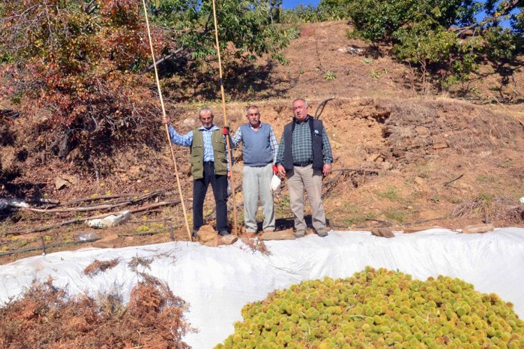 Aydın Nazilli'de kestane hasadı 