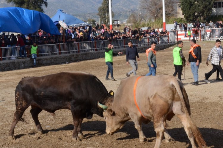 Aydın Nazilli ilçesinde 'Boğa Güreşi Festivali' yapıldı