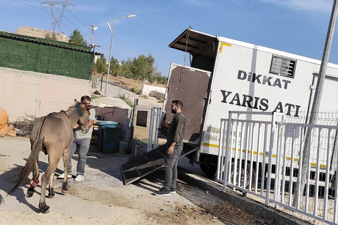 Bacağı kırılan at İstanbul’a sevk edildi -