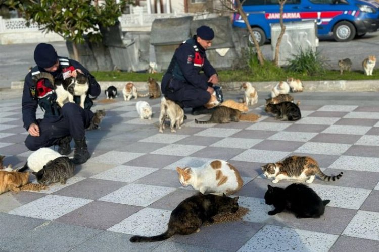 Balıkesir’de jandarmadan sokak hayvanlarına mama -