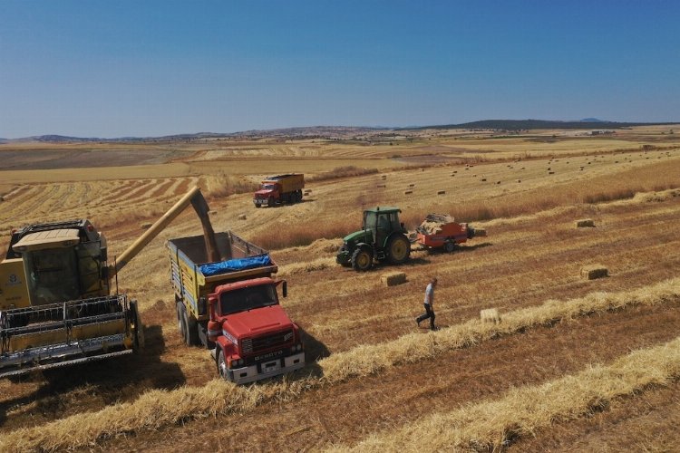 Belediyenin buğdayları un olarak dağıtılacak -