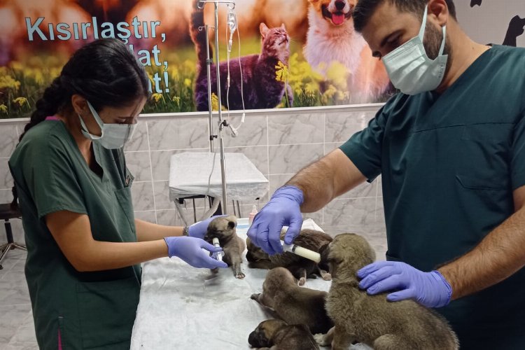 Belediyenin sağlık ekipleri yavru köpekleri sütle besledi -