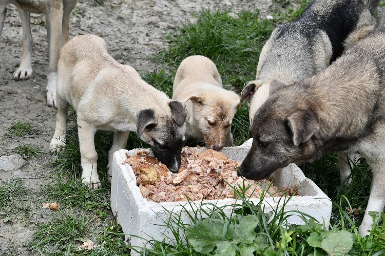 Beylikdüzü patili dostların yanında -