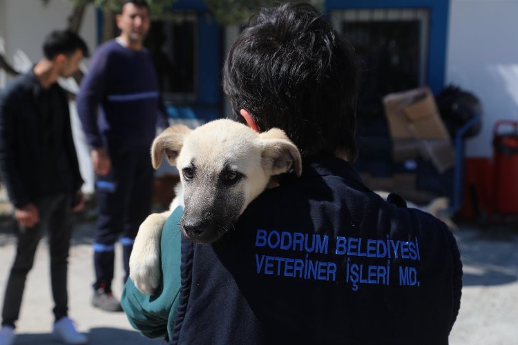 Bodrum'da veteriner hekimler unutulmadı -