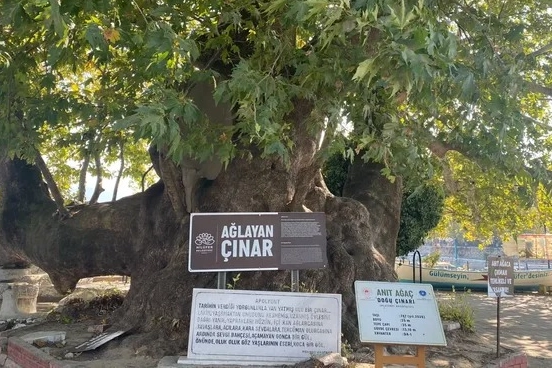 Bursa'da gözyaşı akıtan Çınar, turistlerin ilgi odağı -