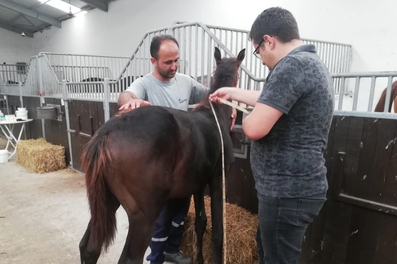 Bursa'da yeni doğan tayların tescili sürüyor -