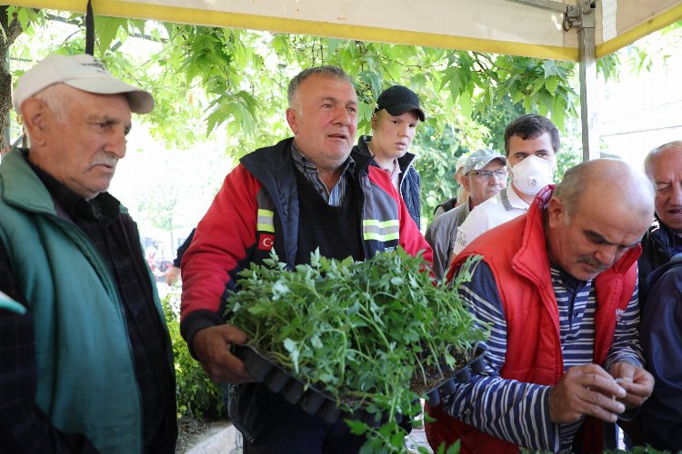 Bursa Gemlik'te Ata tohumları hayata dönüşüyor -