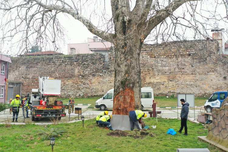 Bursa’nın çınarları koruma altında -