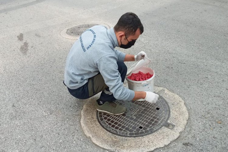 Bursa Osmangazi'de haşereler için ilaçlama 