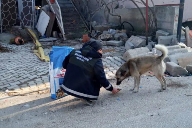 Bursa Osmangazi'den afet bölgesindeki can dostları unutmadı -