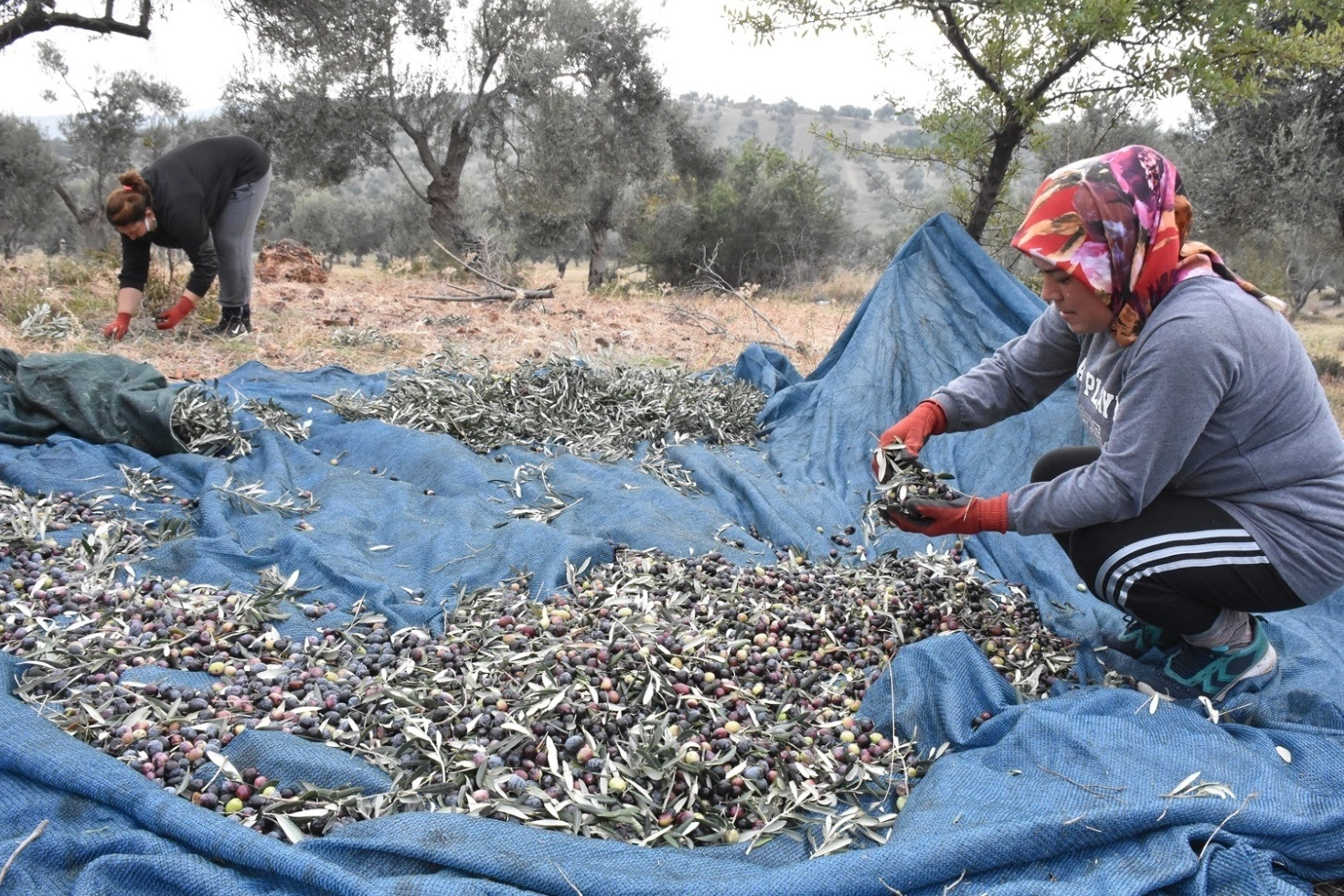 Bursa Ziraat Odaları, zeytin toplama işçilik ücretlerini belirledi -