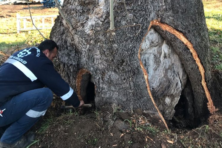 Büyükşehir’den 100 yıllık çınara tedavi -