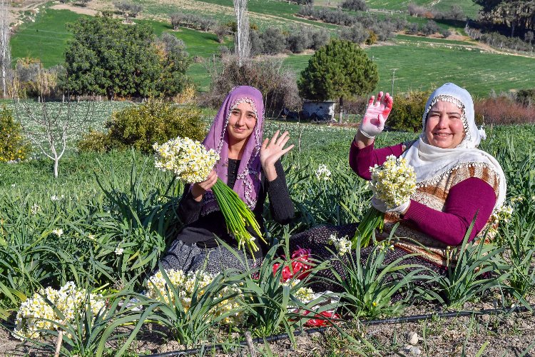 Büyükşehir’den Nergis Şenliği -