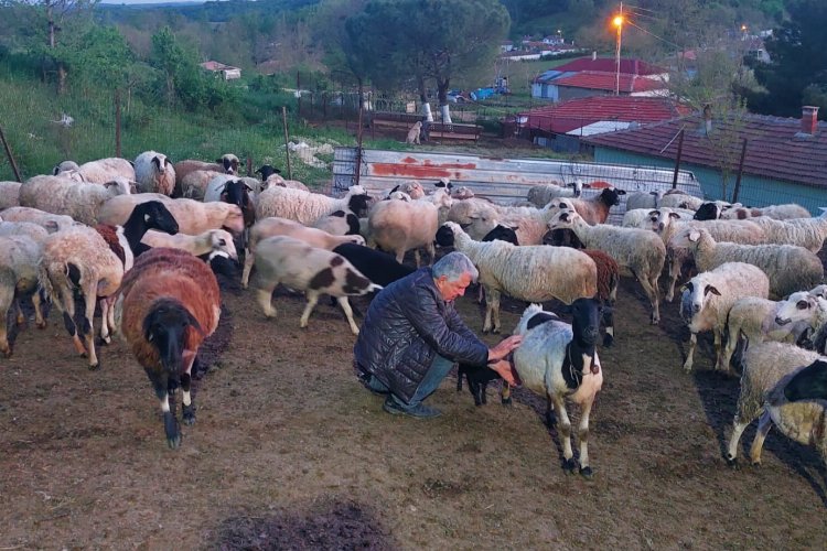 Çalışanlarına koç hediye etti -