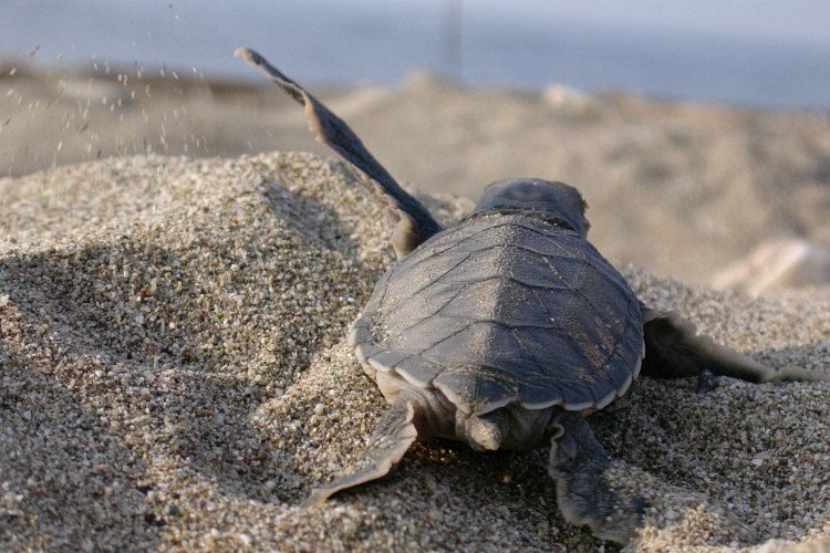 Caretta Caretta’lara hayat oluyorlar -