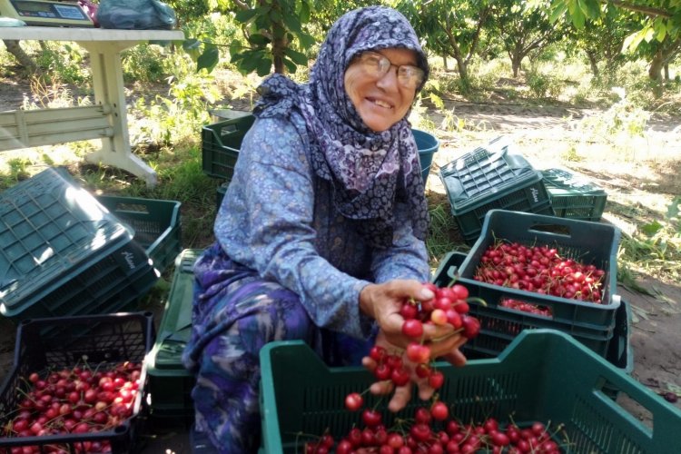 Çeribaşı Kiraz Hasat Şenliği bugün yapılacak -