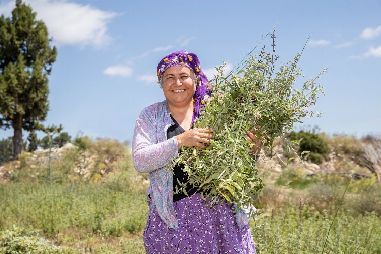 Çiftçilerin hasat sevinci -