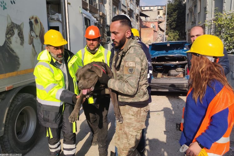 Depremden etkilenen hayvanlar unutulmadı -