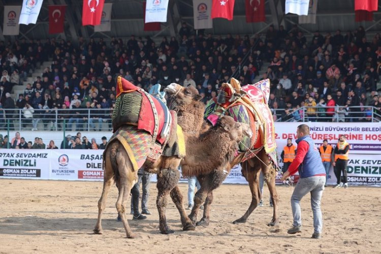 Deve güreşleri nefes kesecek -