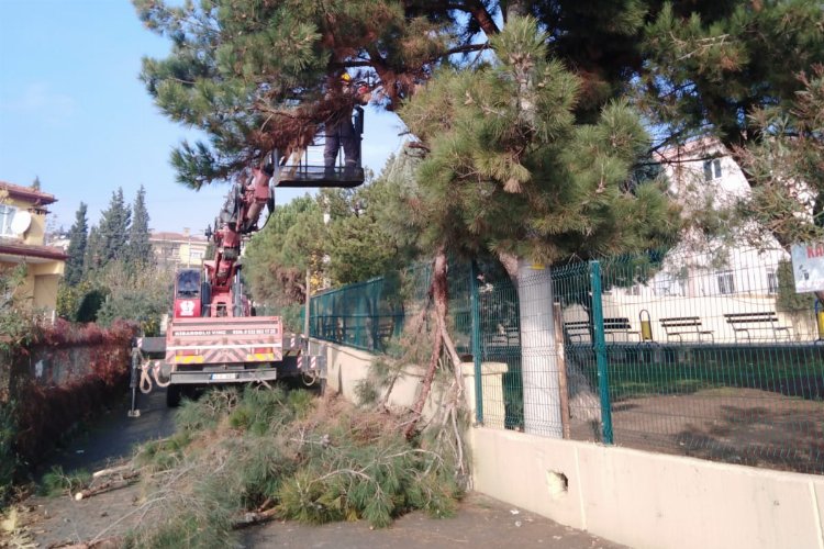 Dilovası'nda ağaçlara bakım -