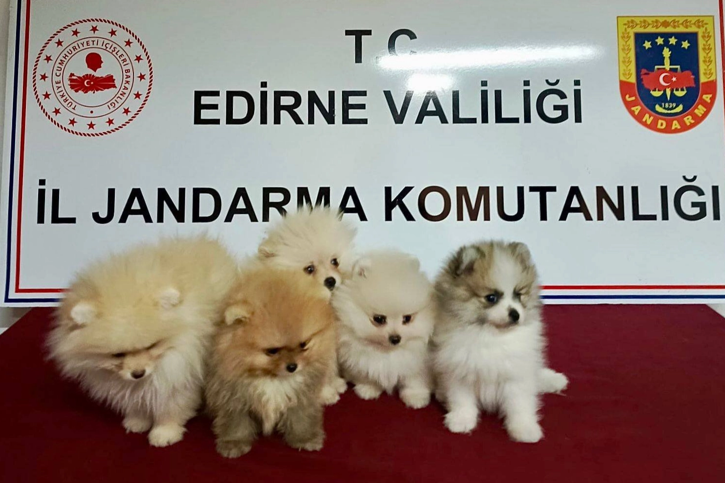 Edirne'de hayvan kaçakçılığı operasyonu... 5 köpek kurtarıldı! -