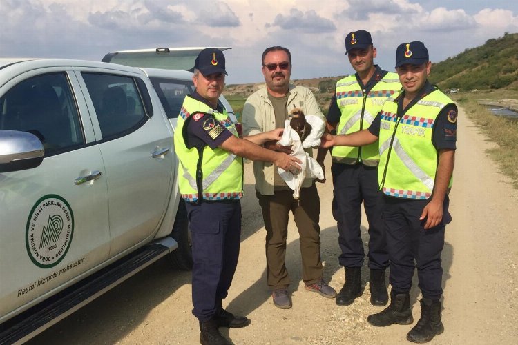 Edirne'de yaralı kartala Jandarma şefkati -