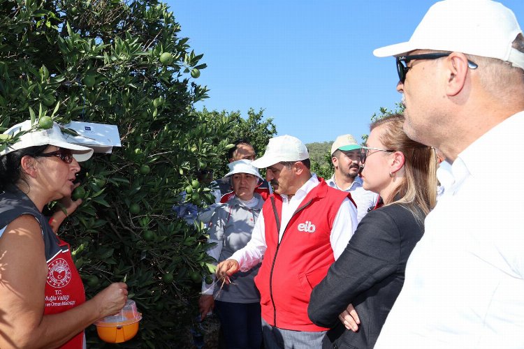 Ege ihracatçıları 'iyi tarım uyguamalarını' Muğla'da sürdürdü -