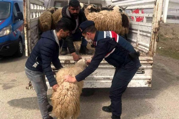 Elazığ'da kayıp hayvanları Jandarma buldu -