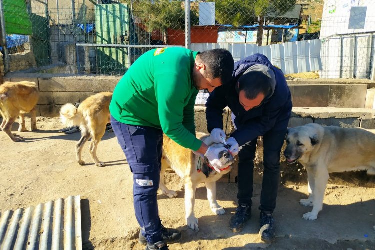 Gaziantep depremde zarar gören can dostlarını da unutmadı -