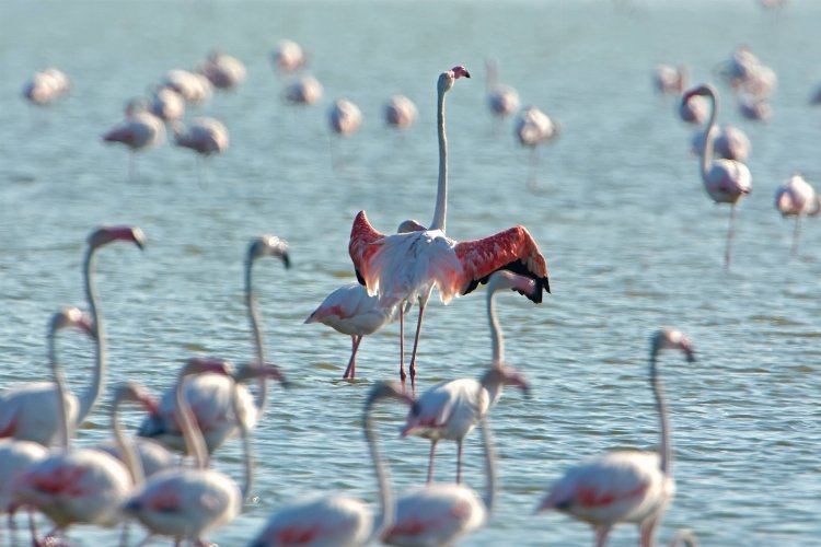 Gediz Deltası “Birding Places” ağına dahil oldu -