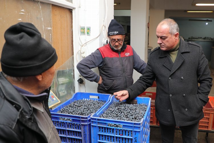 Gemlik zeytini alım fiyatları yüzde 20 arttı! -