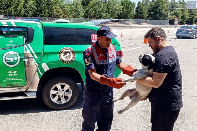 Havsa'da jandarma yaralı köpeği kurtardı -