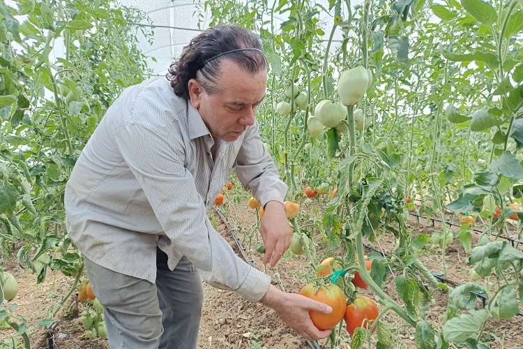 Hobi amaçlı kurduğu serada kavun boyunda domates üretiyor -