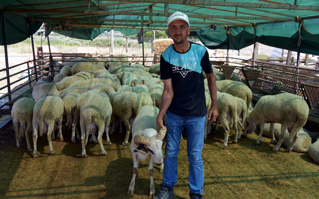 İzmir Aliağa’da kurbanlıklar alıcılarını bekliyor