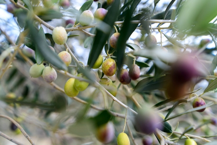 İzmir Bornova’da zeytin üreticilerine lojistik destek -