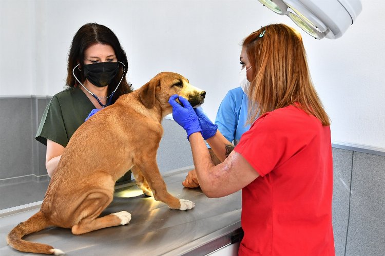 İzmir'de Veteriner İşleri Halk Sağlığı Dairesi Başkanlığı kuruldu -