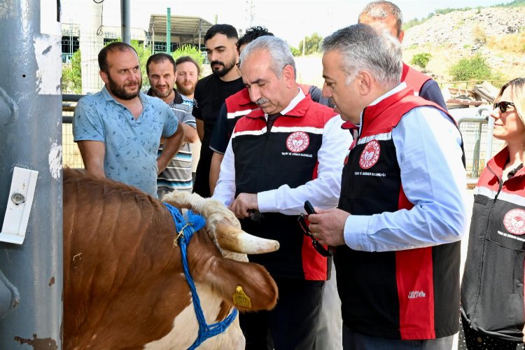 İzmir hayvan pazarları Kurban Bayramı'na hazır -