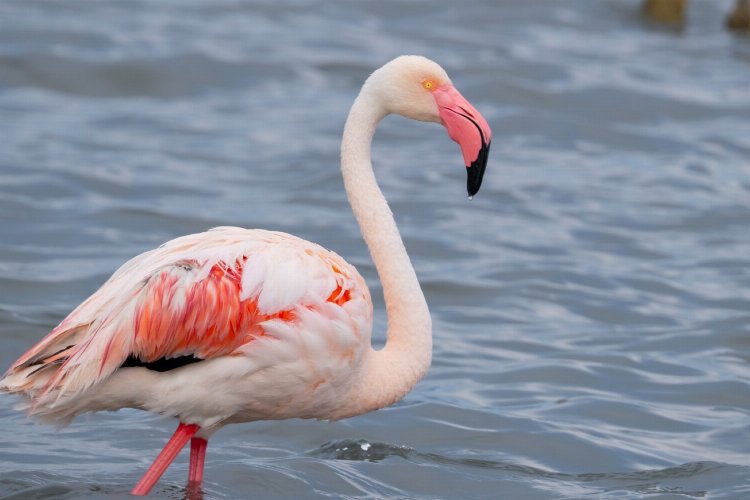 İzmit Körfezi onlarca flamingoya ev sahipliği yapıyor -