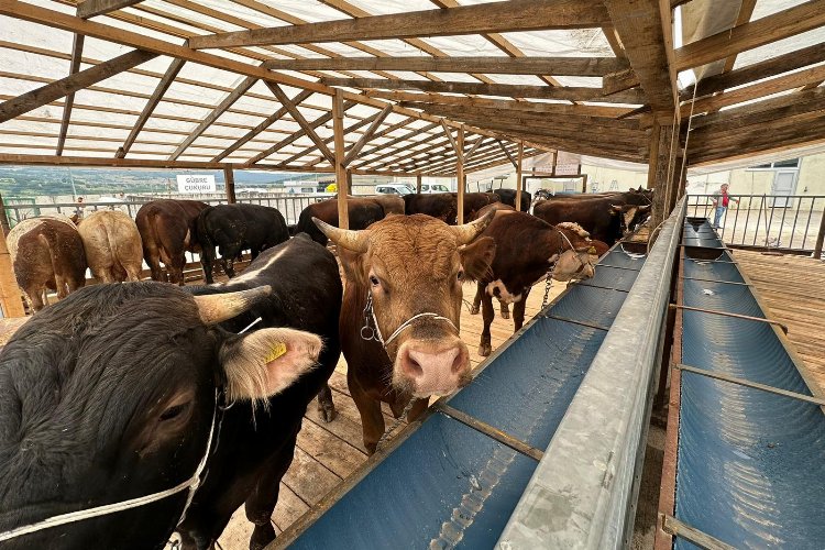 İzmit'te kurbanlıklar pazara gelmeye başladı -