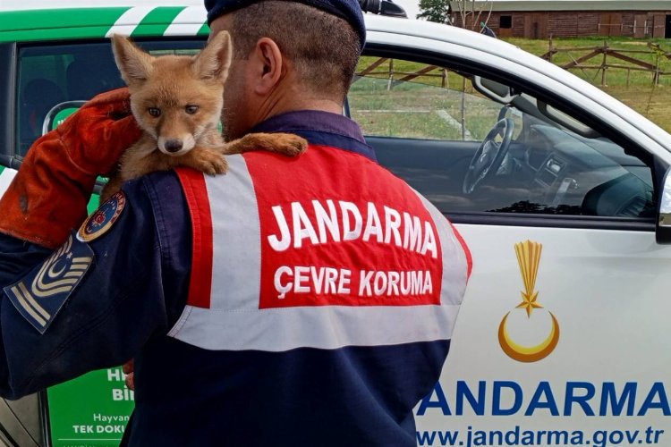 Jandarma, ailesinden ayrı yavru tilkiyi doğaya kavuşturdu -