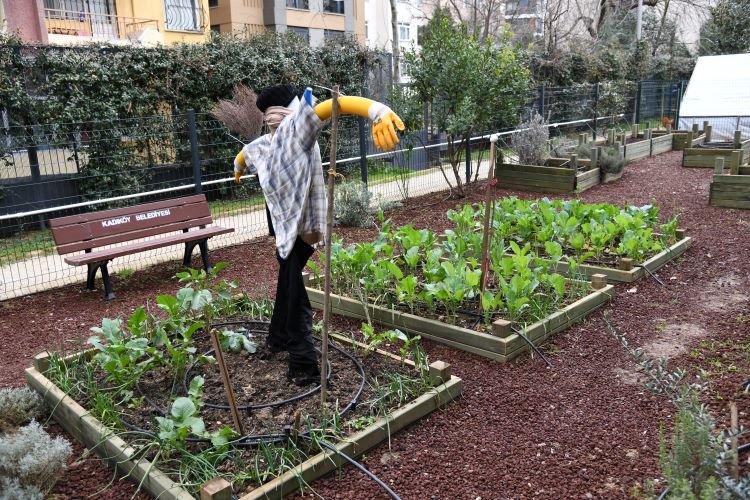 Kadıköy’de hasat zamanı: Yağmur topla bizim için -