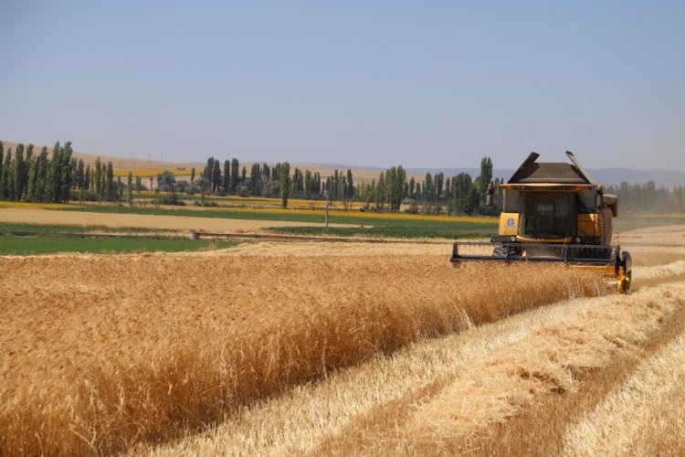 Karakılçık buğdayında hasat sevinci -